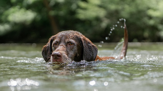 chocolate-labrador-5402611_640