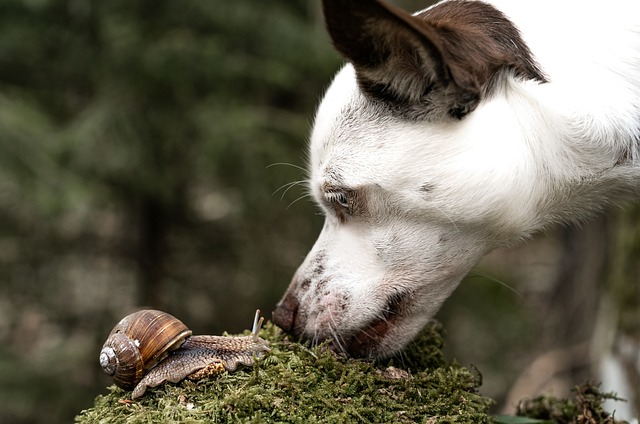dog-4230654_640