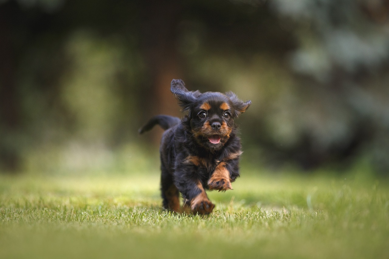 dog-6977210_1280