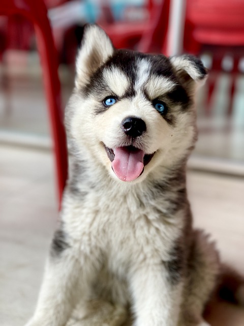 dog-7649247_640