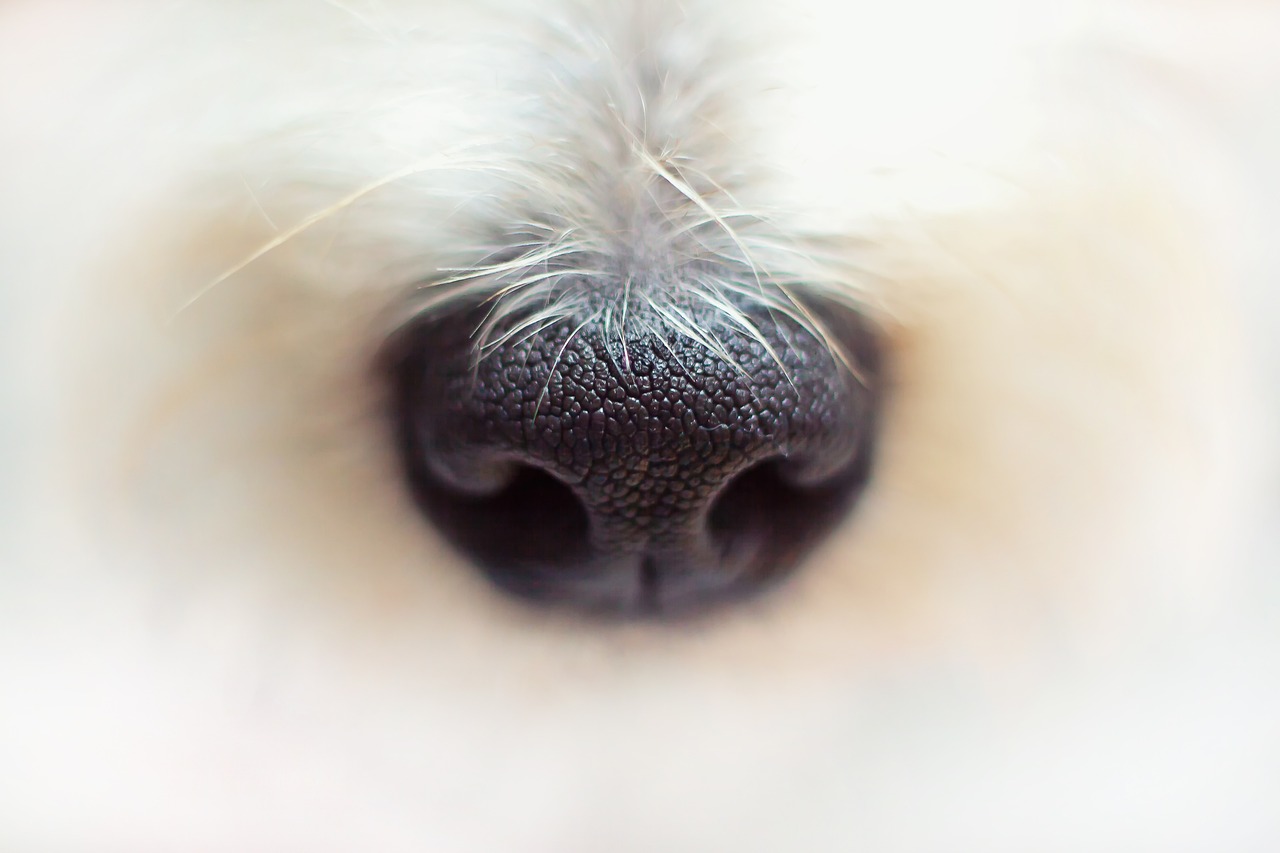 nose-4420535_1280