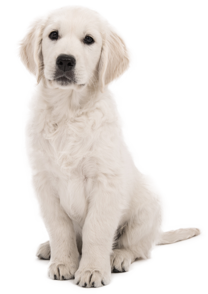 pup