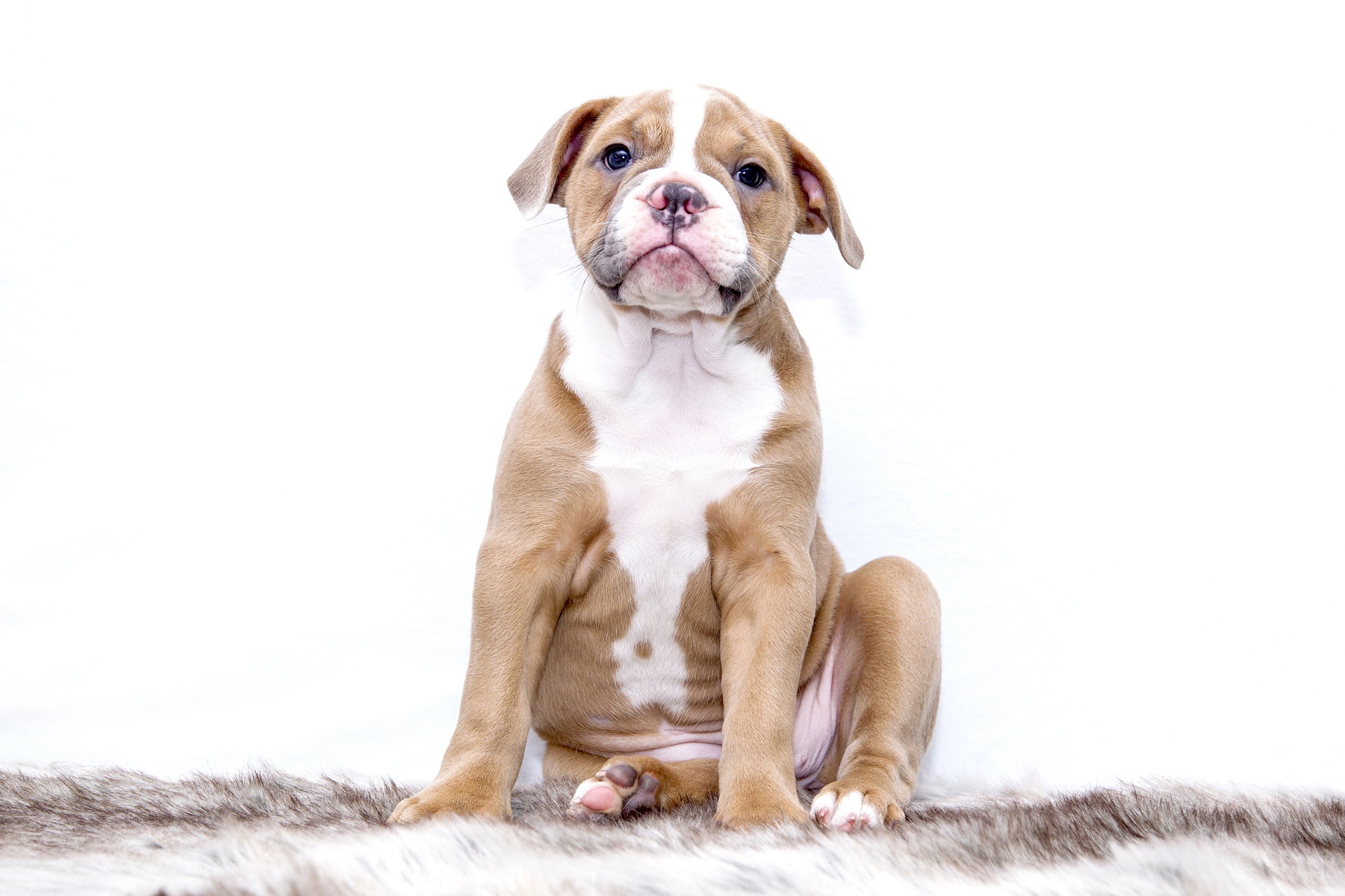 puppy-1118584_1920