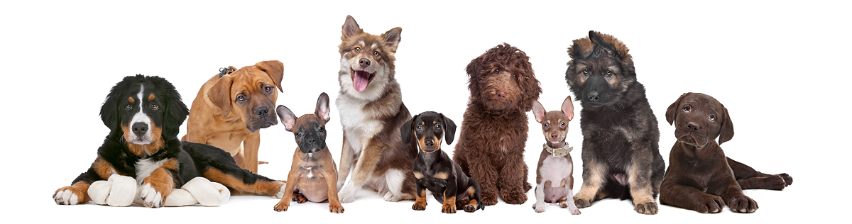 puppys