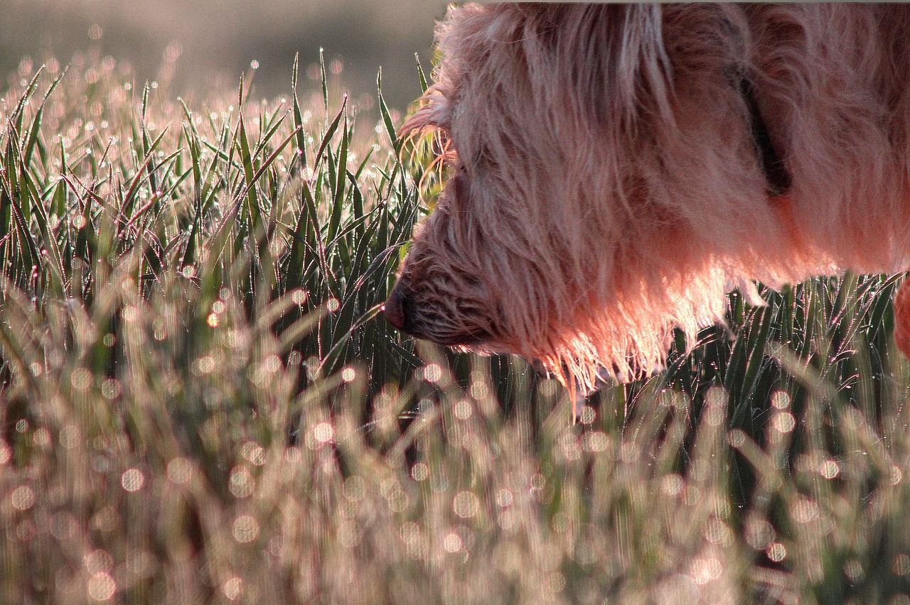 dog-5704437_1280