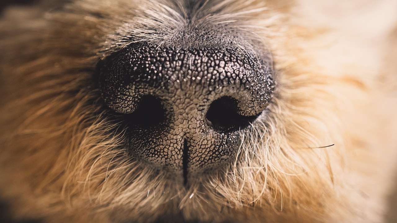 dog-6204569_1280